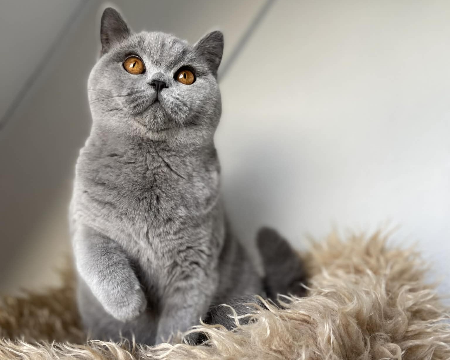 Xarana's Amazing Polly