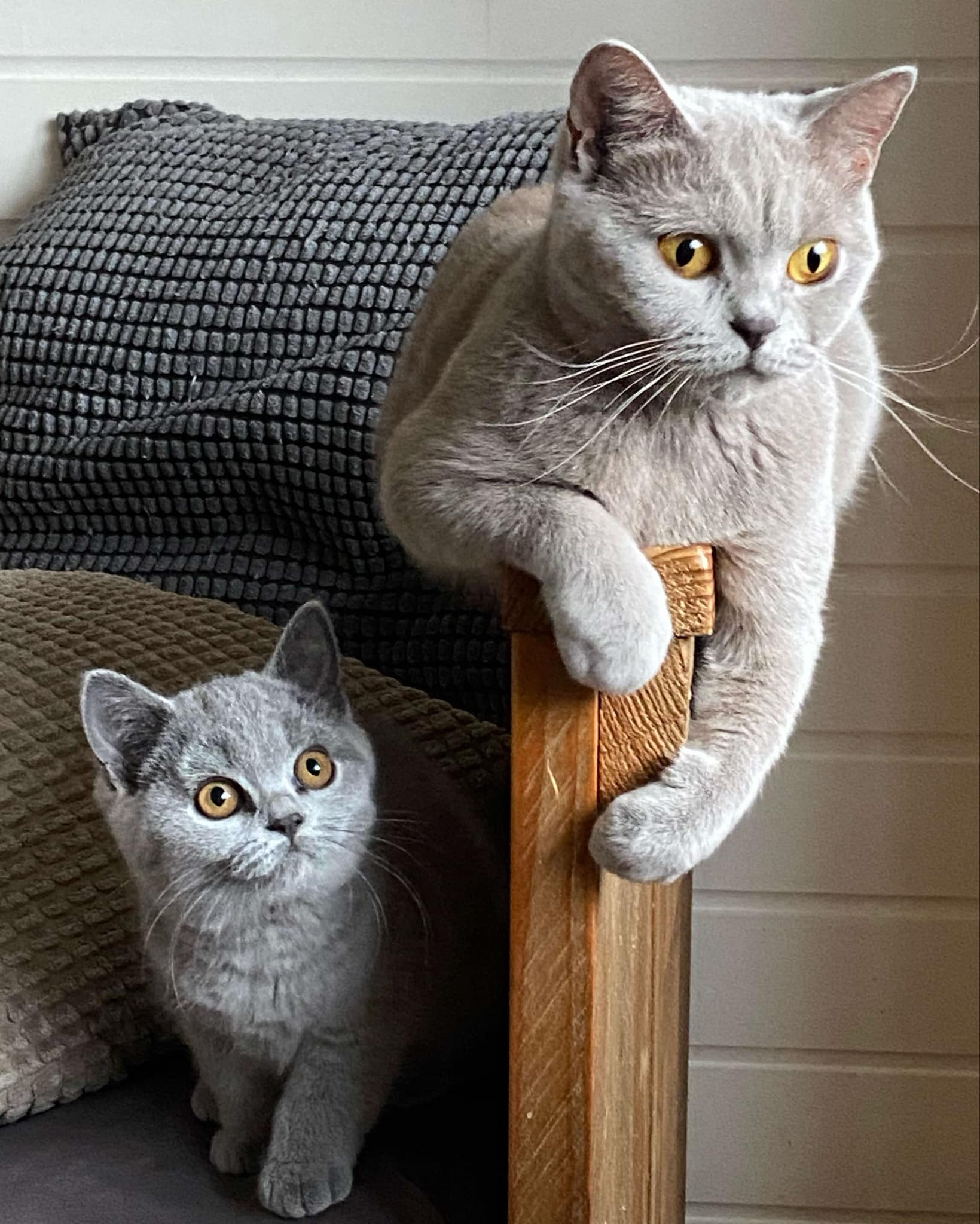 Sikra van het Woelige Leven