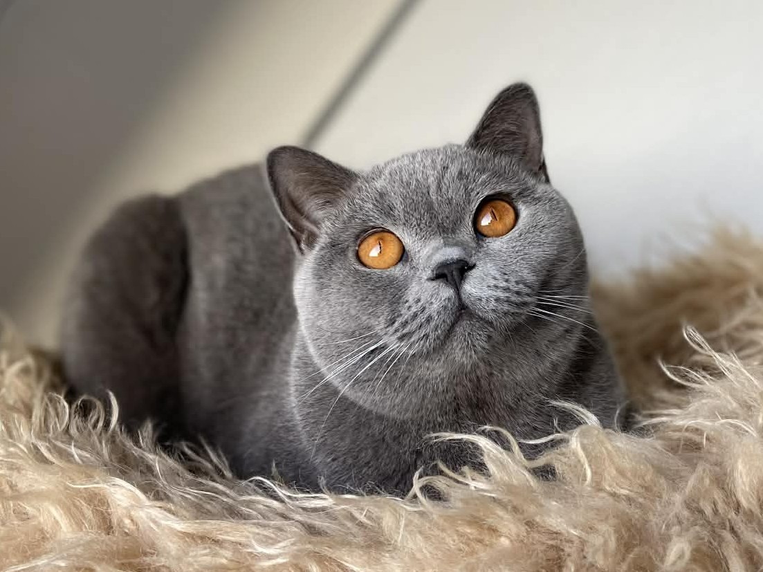 Best Catch Jamie Lee