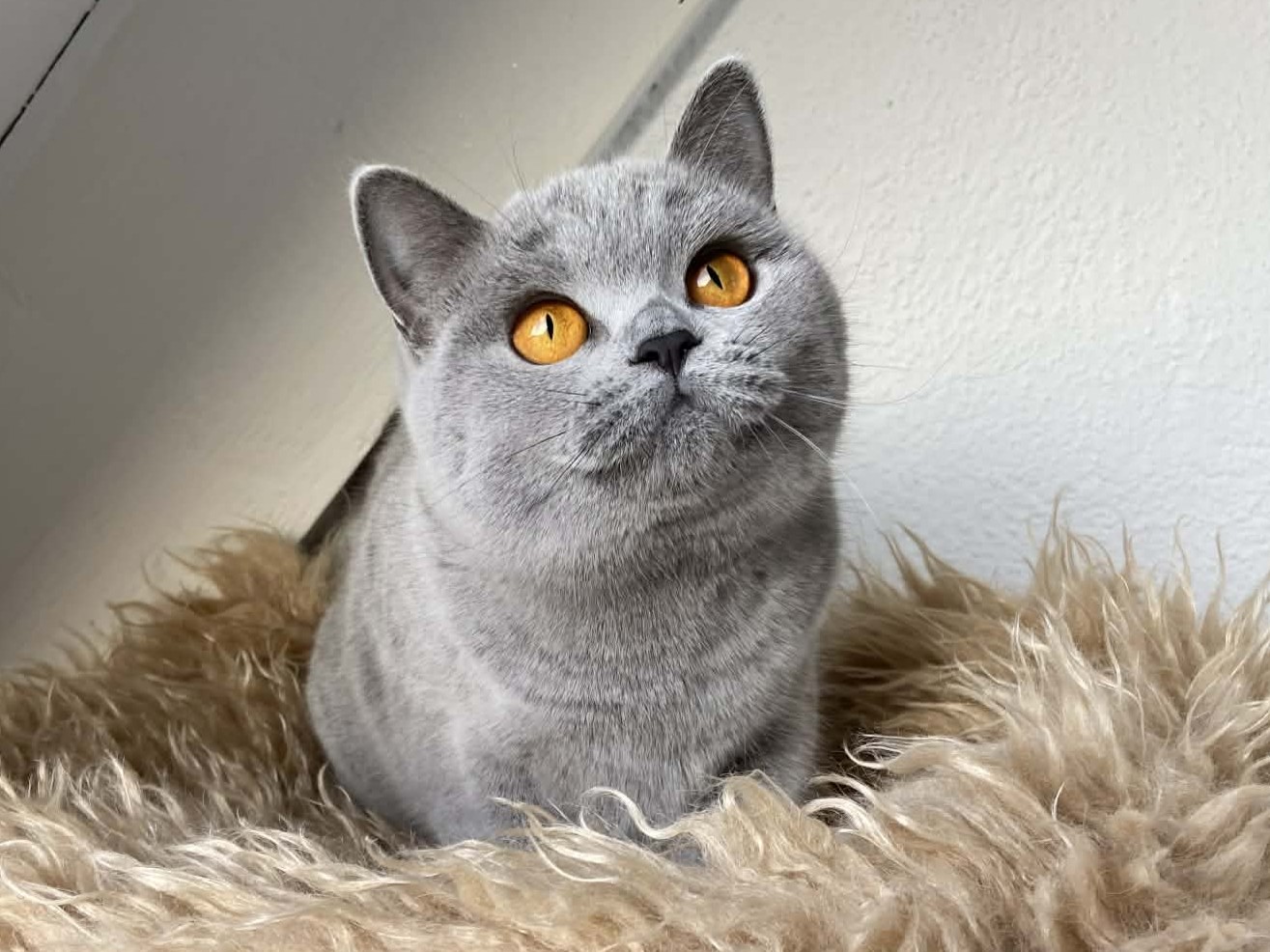 Xarana's Amazing Polly