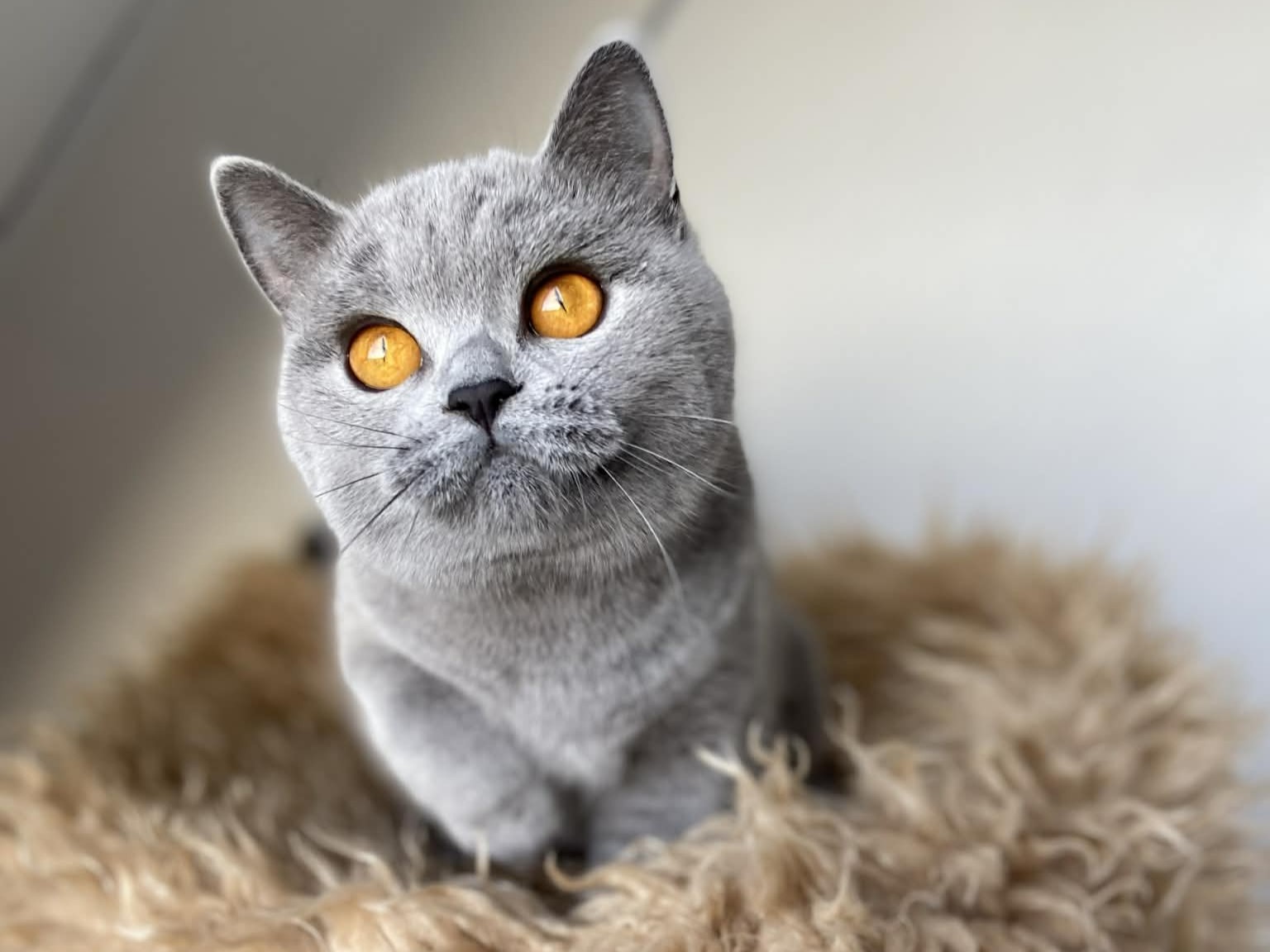 Xarana's Amazing Polly