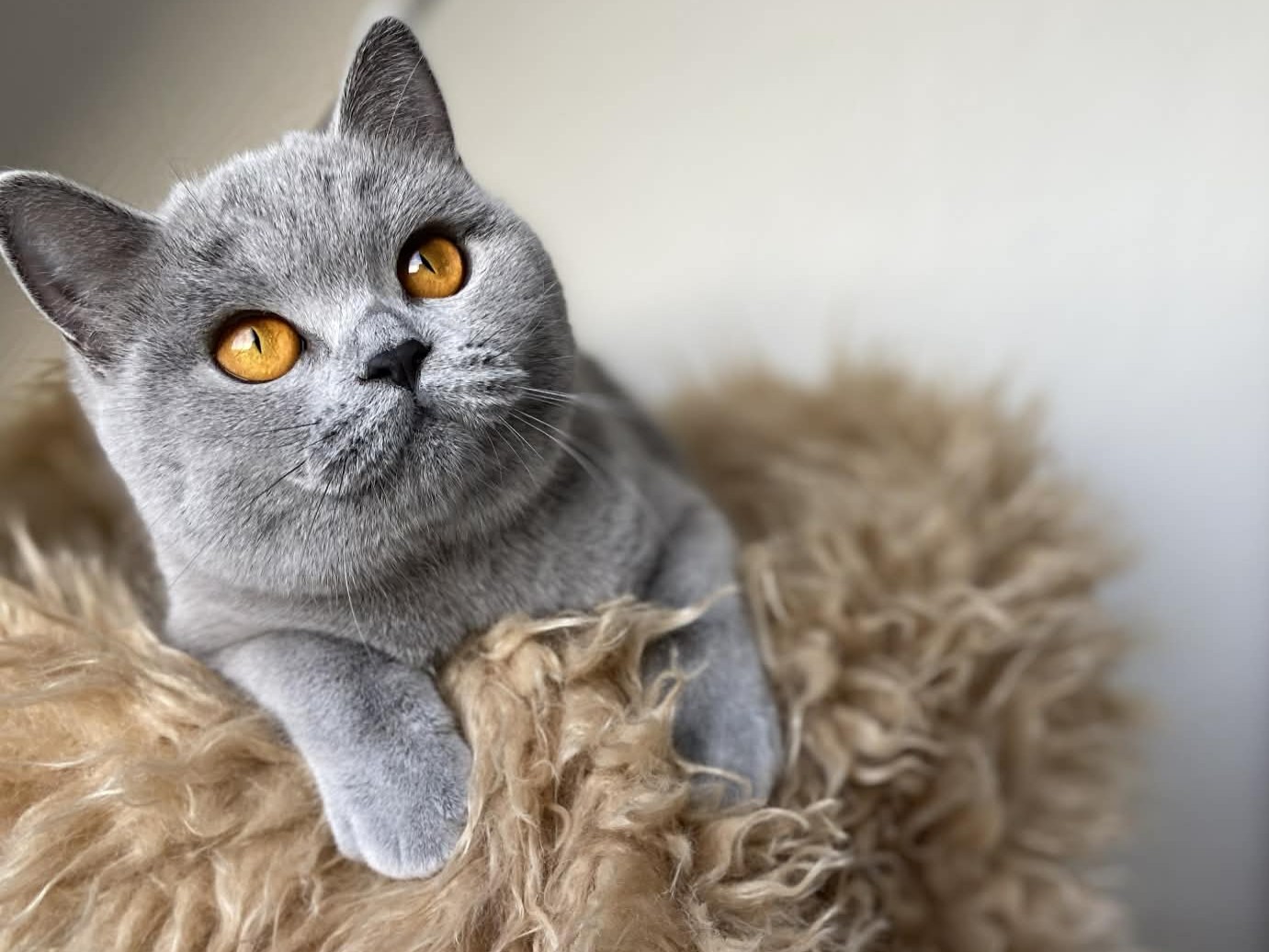 Xarana's Amazing Polly