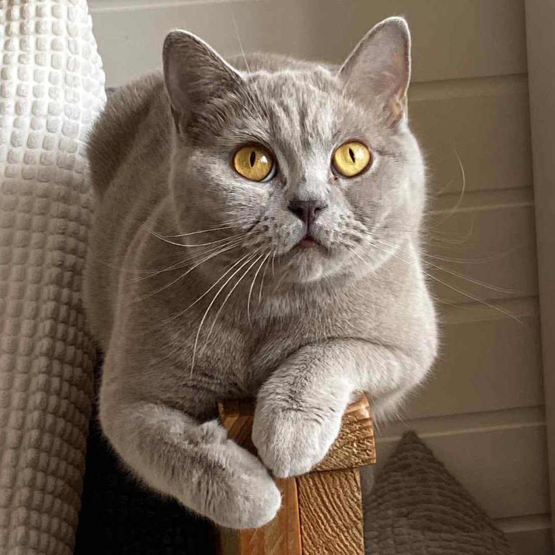 Sikra van het Woelige Leven